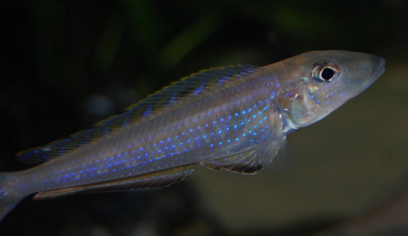 Enantiopus melanogenys 'Karema'